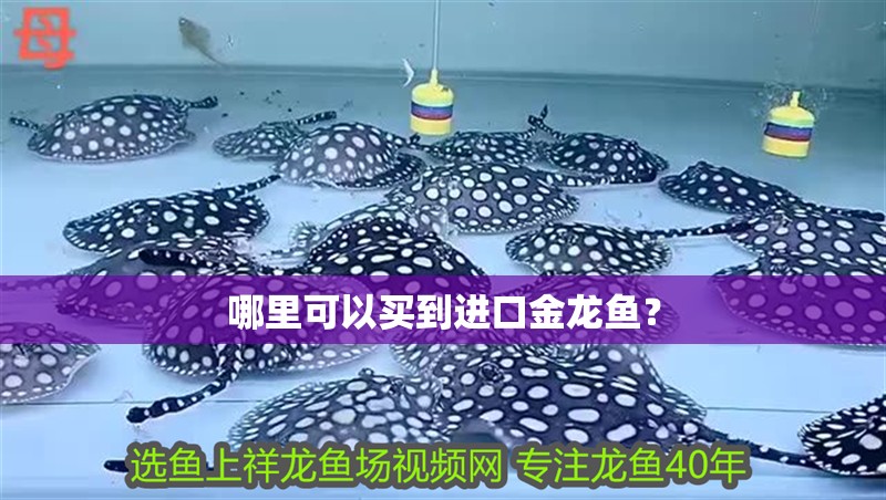 哪里可以買到進口金龍魚？