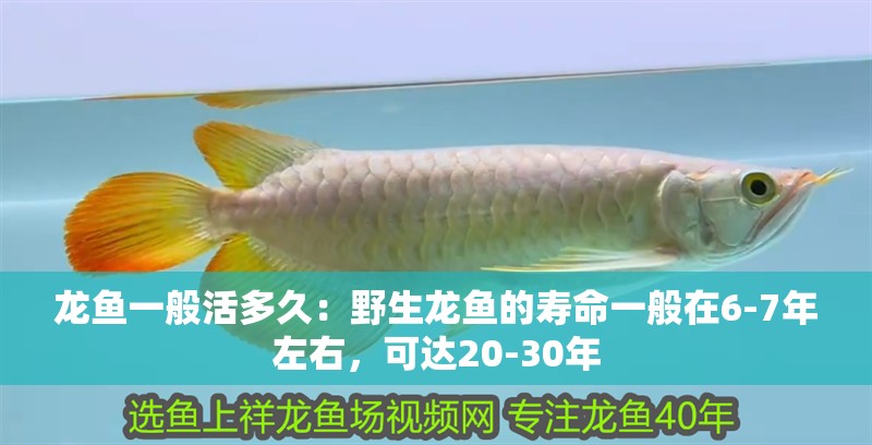 龍魚一般活多久：野生龍魚的壽命一般在6-7年左右，可達20-30年