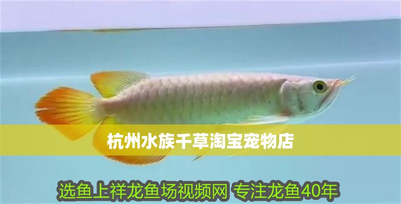 杭州水族千草淘寶寵物店