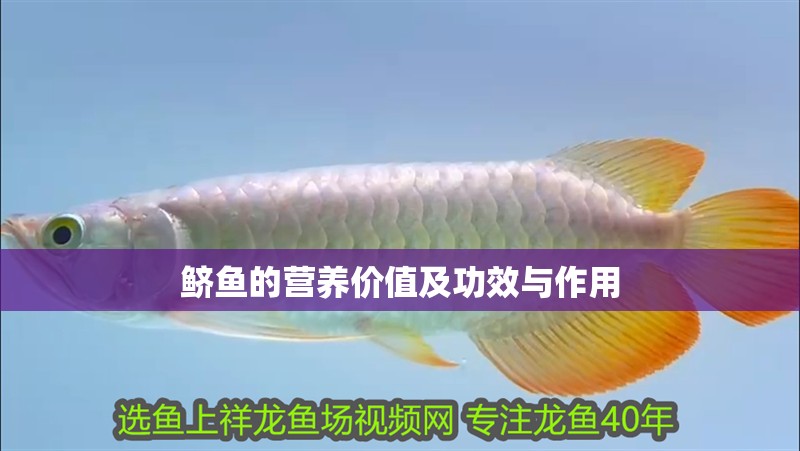 鱭魚的營養價值及功效與作用