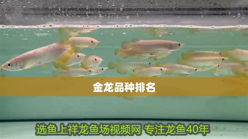 金龍品種排名 金龍品種排名 龍魚論壇