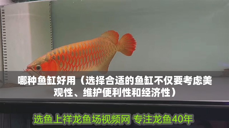 哪種魚缸好用（選擇合適的魚缸不僅要考慮美觀性、維護便利性和經濟性）