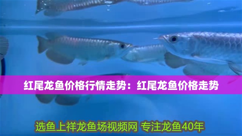 紅尾龍魚價格行情走勢：紅尾龍魚價格走勢