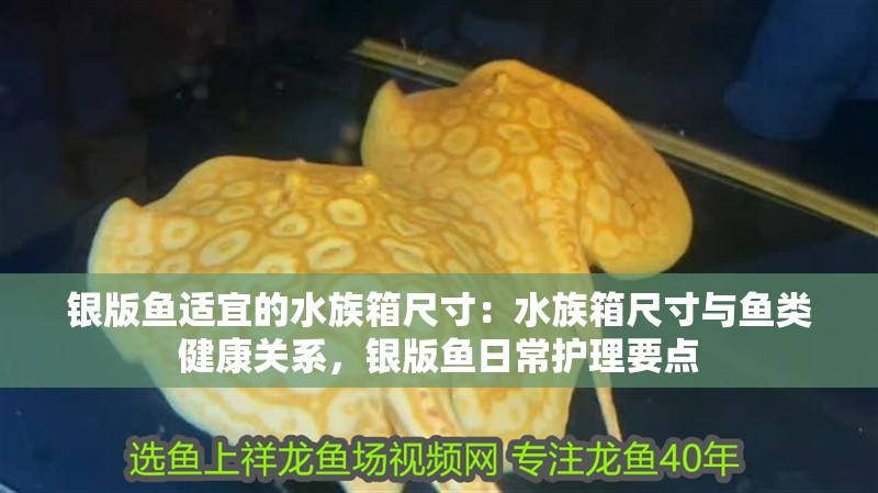 銀版魚適宜的水族箱尺寸：水族箱尺寸與魚類健康關系，銀版魚日常護理要點