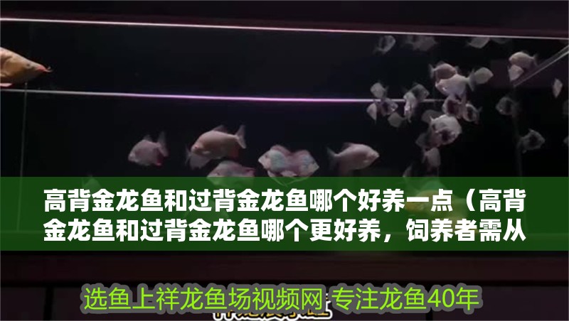 高背金龍魚和過背金龍魚哪個好養一點（高背金龍魚和過背金龍魚哪個更好養，飼養者需從多方面進行比較）