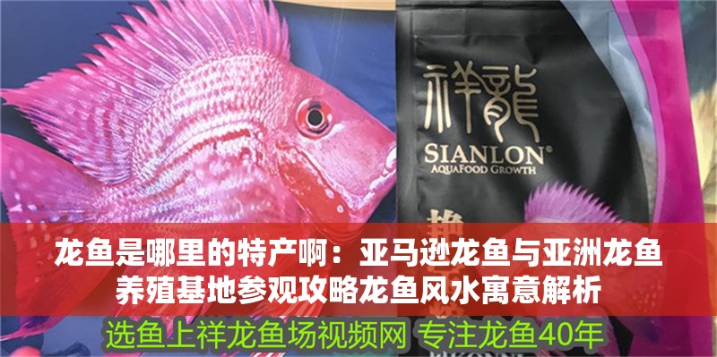 龍魚是哪里的特產啊：亞馬遜龍魚與亞洲龍魚養殖基地參觀攻略龍魚風水寓意解析