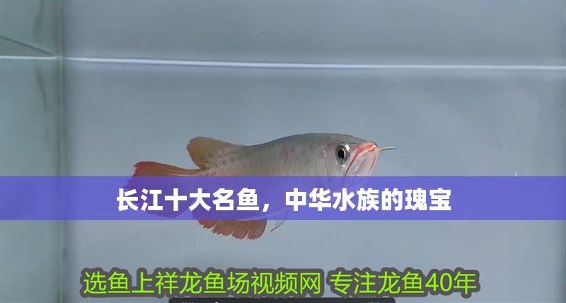 長江十大名魚，中華水族的瑰寶
