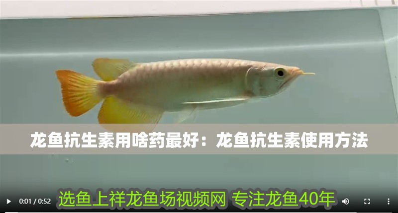 龍魚抗生素用啥藥最好：龍魚抗生素使用方法
