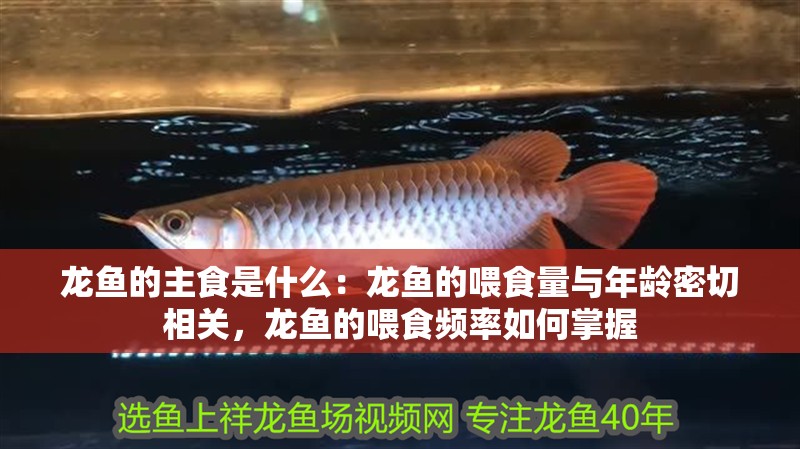 龍魚的主食是什么：龍魚的喂食量與年齡密切相關，龍魚的喂食頻率如何掌握