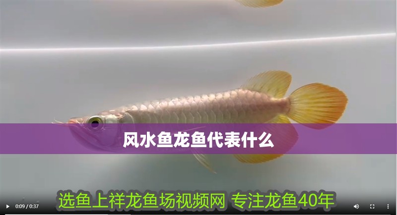 風水魚龍魚代表什么