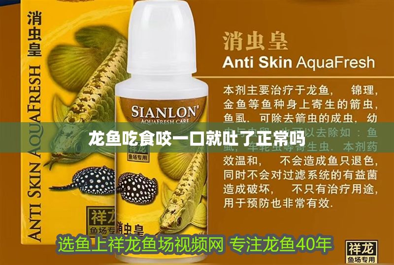 龍魚吃食咬一口就吐了正常嗎