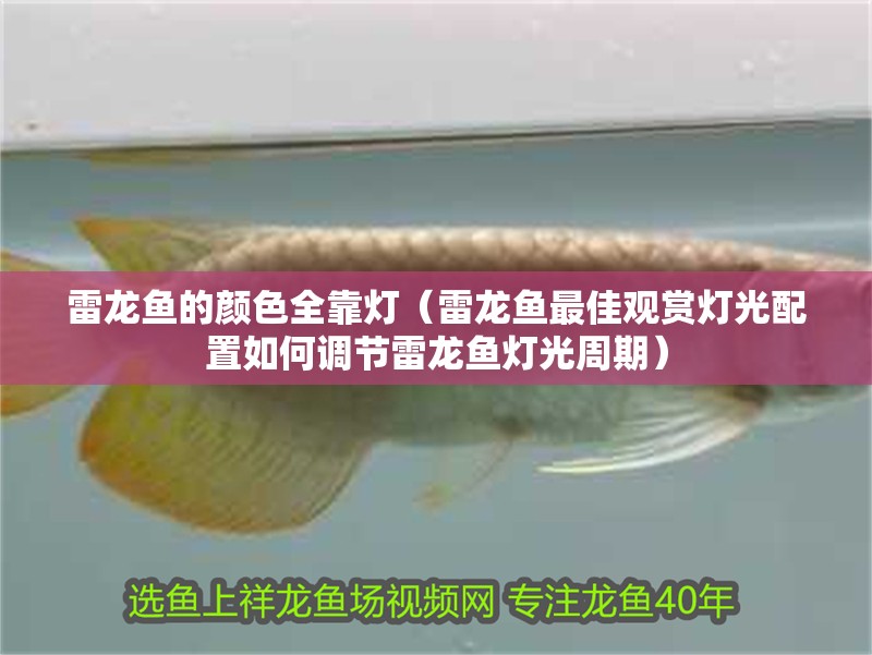 雷龍魚的顏色全靠燈（雷龍魚最佳觀賞燈光配置如何調節雷龍魚燈光周期）