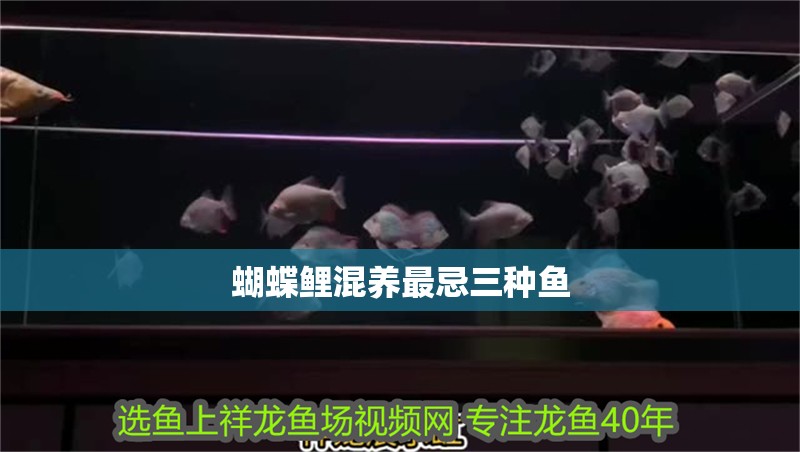 蝴蝶鯉混養(yǎng)最忌三種魚