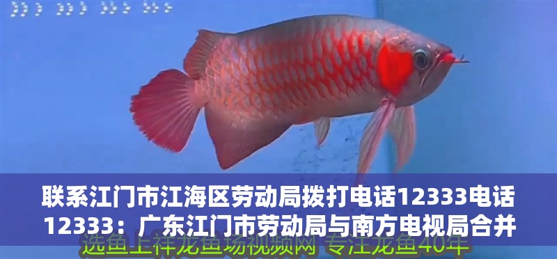 聯系江門市江海區勞動局撥打電話12333電話12333：廣東江門市勞動局與南方電視局合并