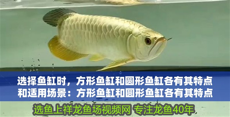 魚缸過濾器選購指南:自制魚缸過濾器魚缸上置過濾器對于養魚愛好者的必備知識 選擇魚缸時,方形魚缸和圓形魚缸各有其特點和適用場景:方形魚缸和圓形魚缸各有其特點和適用場景 魚缸百科 選擇魚缸時,方形魚缸和圓形魚缸各有其特點和適用場景:方形魚缸和圓形魚缸各有其特點和適用場景 選擇魚缸時,方形魚缸和圓形魚缸各有其特點和適用場景:方形魚缸和圓形魚缸各有其特點和適用場景 魚缸百科