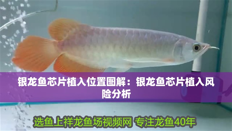 魚缸過濾器選購指南:自制魚缸過濾器魚缸上置過濾器對于養(yǎng)魚愛好者的必備知識 銀龍魚芯片植入位置圖解:銀龍魚芯片植入風(fēng)險(xiǎn)分析 龍魚百科 銀龍魚芯片植入位置圖解:銀龍魚芯片植入風(fēng)險(xiǎn)分析 銀龍魚芯片植入位置圖解:銀龍魚芯片植入風(fēng)險(xiǎn)分析 龍魚百科