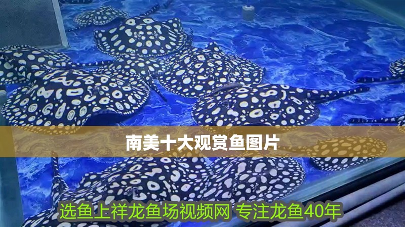 南美十大觀賞魚圖片