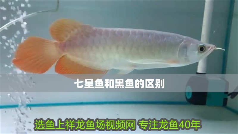 七星魚和黑魚的區別