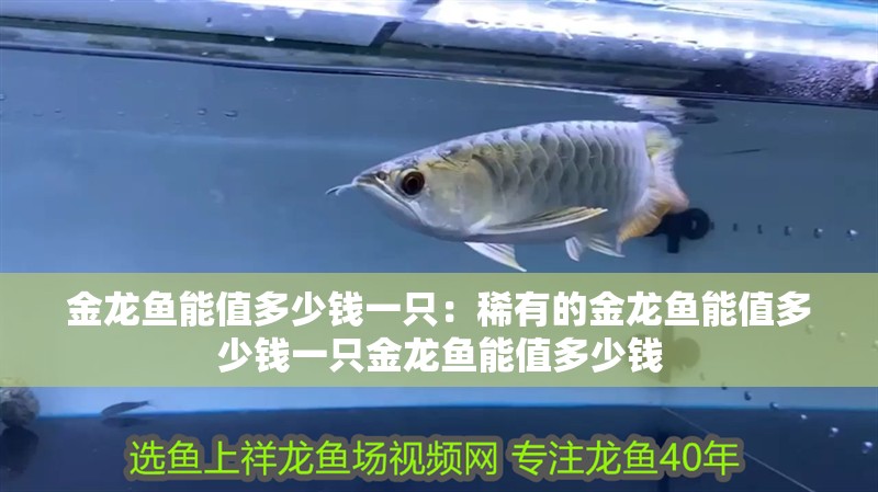 金龍魚能值多少錢一只：稀有的金龍魚能值多少錢一只金龍魚能值多少錢