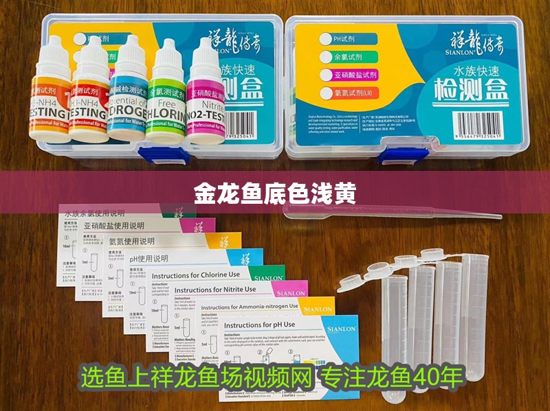 金龍魚底色淺黃