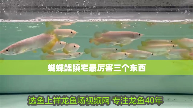 蝴蝶鯉鎮宅最厲害三個東西 蝴蝶鯉鎮宅最厲害三個東西 龍魚論壇