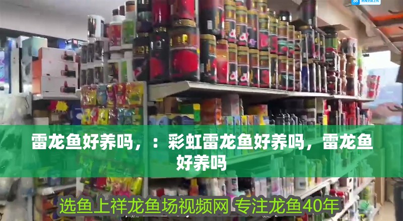 雷龍魚好養嗎，：彩虹雷龍魚好養嗎，雷龍魚好養嗎