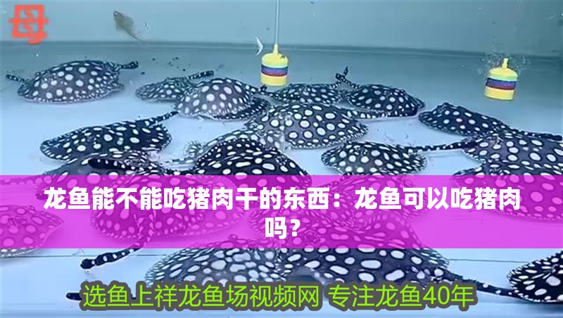 龍魚能不能吃豬肉干的東西：龍魚可以吃豬肉嗎？