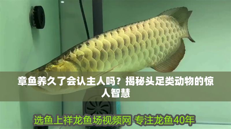 章魚養(yǎng)久了會認主人嗎？揭秘頭足類動物的驚人智慧