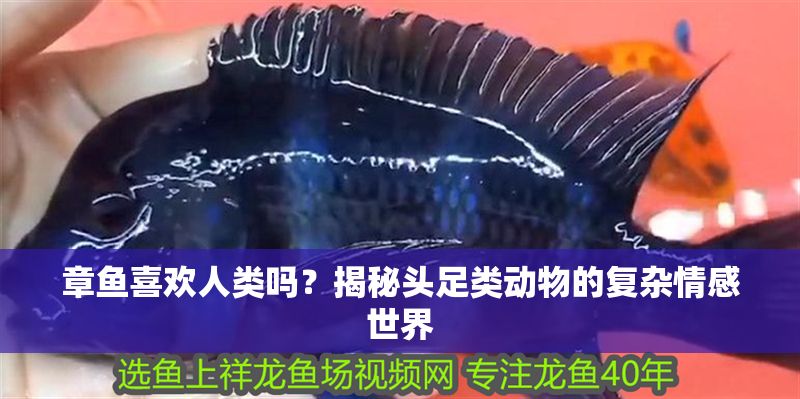 章魚喜歡人類嗎？揭秘頭足類動物的復雜情感世界
