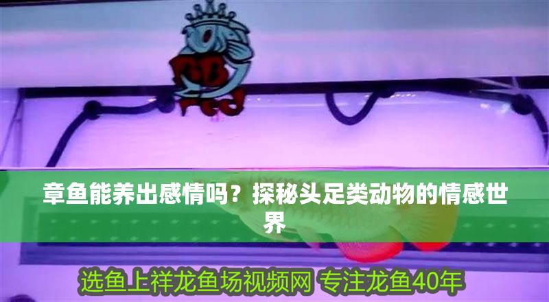 章魚能養(yǎng)出感情嗎？探秘頭足類動物的情感世界