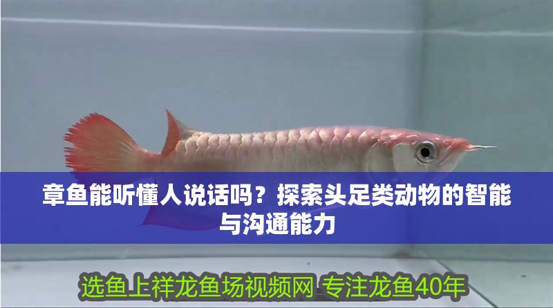 章魚能聽懂人說話嗎?探索頭足類動物的智能與溝通能力 龍魚百科 第1張 章魚能聽懂人說話嗎?探索頭足類動物的智能與溝通能力 章魚能聽懂人說話嗎?探索頭足類動物的智能與溝通能力 龍魚百科 第1張