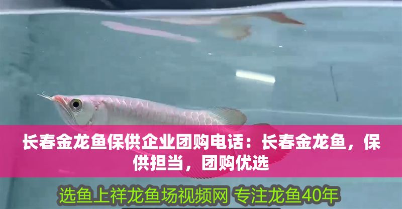 長春金龍魚保供企業團購電話：長春金龍魚，保供擔當，團購優選