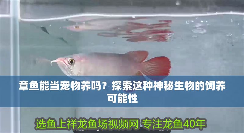 章魚能當(dāng)寵物養(yǎng)嗎？探索這種神秘生物的飼養(yǎng)可能性