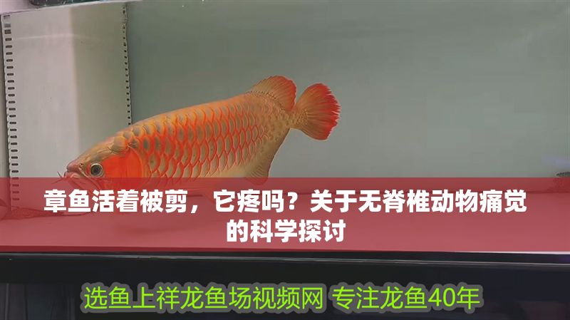 章魚活著被剪，它疼嗎？關于無脊椎動物痛覺的科學探討