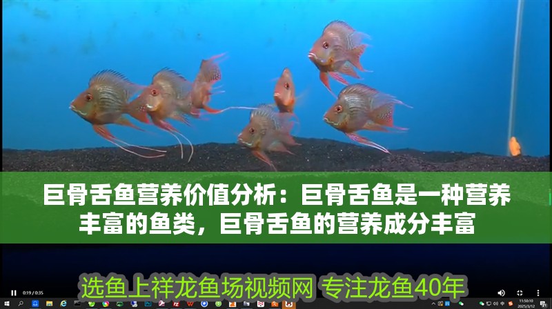 巨骨舌魚營養價值分析：巨骨舌魚是一種營養豐富的魚類，巨骨舌魚的營養成分豐富