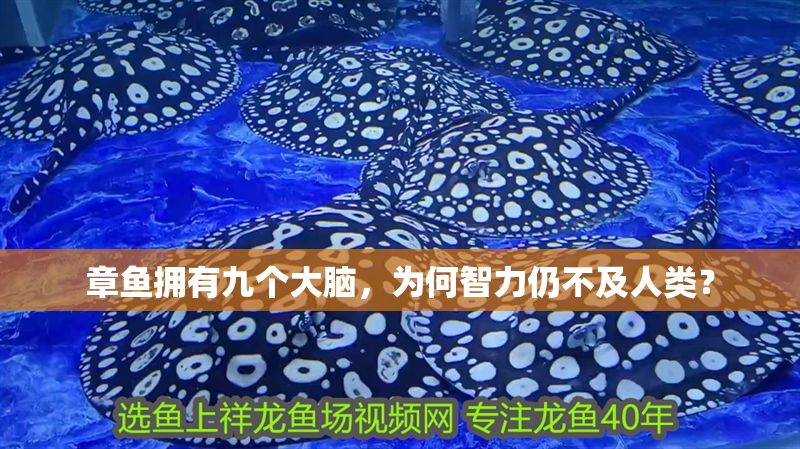 章魚擁有九個(gè)大腦，為何智力仍不及人類？ 章魚擁有九個(gè)大腦，為何智力仍不及人類？ 龍魚百科 第1張