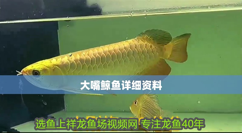 大嘴鯨魚詳細資料