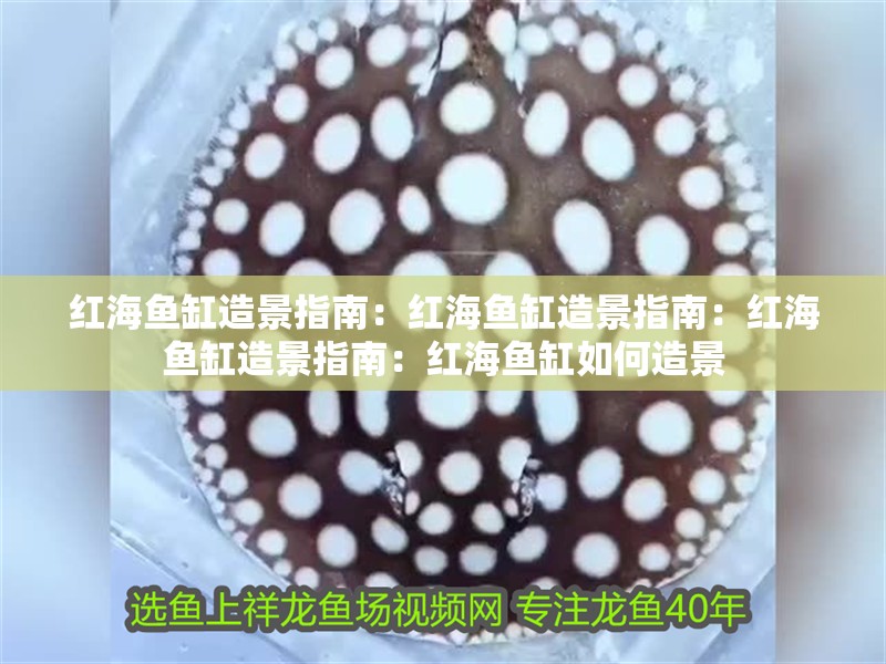 紅海魚缸造景指南：紅海魚缸造景指南：紅海魚缸造景指南：紅海魚缸如何造景