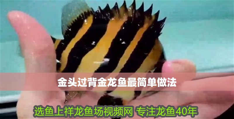 金頭過背金龍魚最簡單做法