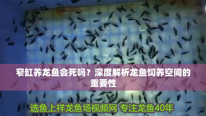 窄缸養龍魚會死嗎？深度解析龍魚飼養空間的重要性