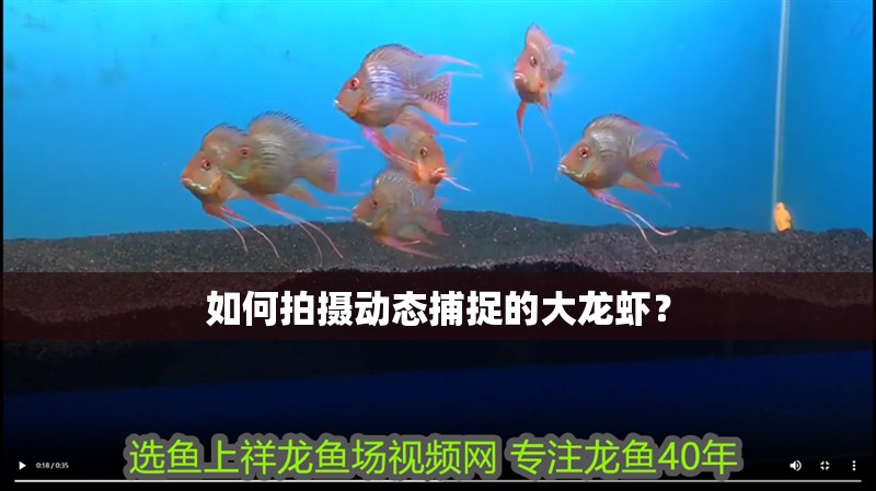 如何拍攝動態(tài)捕捉的大龍蝦？