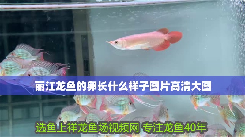 麗江龍魚的卵長什么樣子圖片高清大圖