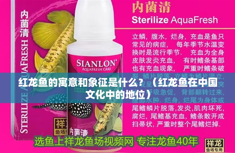 紅龍魚的寓意和象征是什么？（紅龍魚在中國文化中的地位）