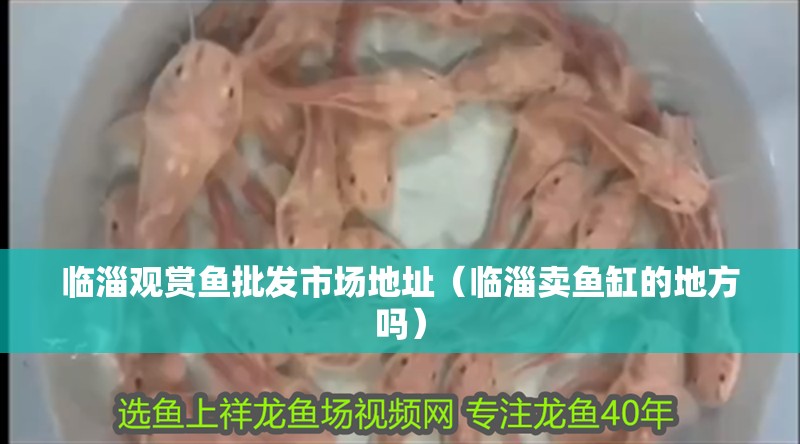 臨淄觀賞魚批發市場地址（臨淄賣魚缸的地方嗎）