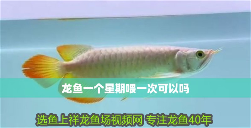 龍魚一個星期喂一次可以嗎