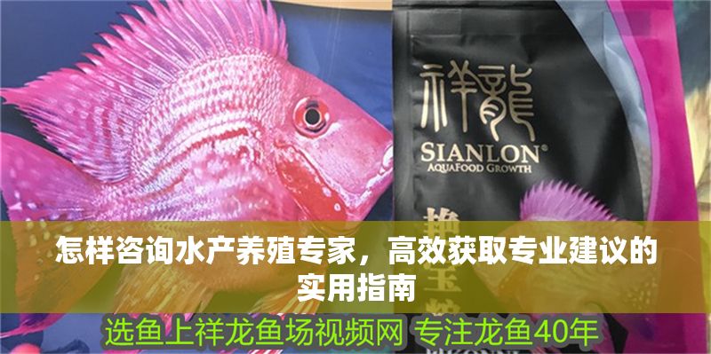 怎樣咨詢水產養殖專家，高效獲取專業建議的實用指南