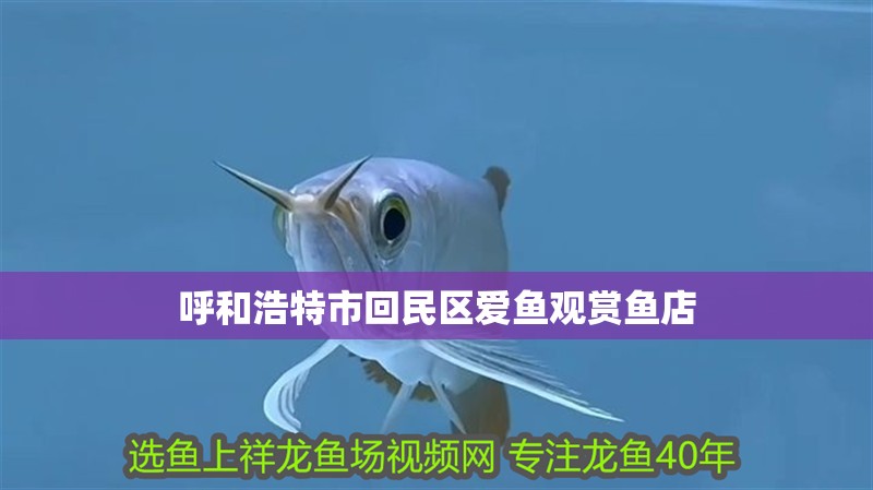 呼和浩特市回民區愛魚觀賞魚店