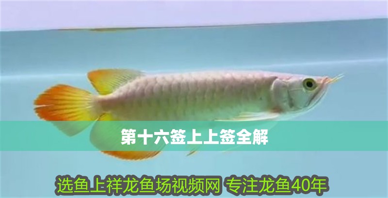 第十六簽上上簽全解