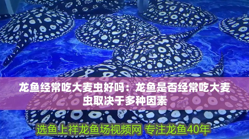 龍魚經常吃大麥蟲好嗎：龍魚是否經常吃大麥蟲取決于多種因素