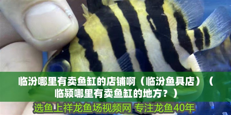 臨汾哪里有賣魚缸的店鋪啊（臨汾魚具店）（臨潁哪里有賣魚缸的地方？）